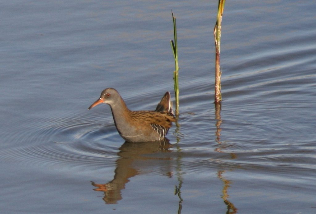 Water Rail