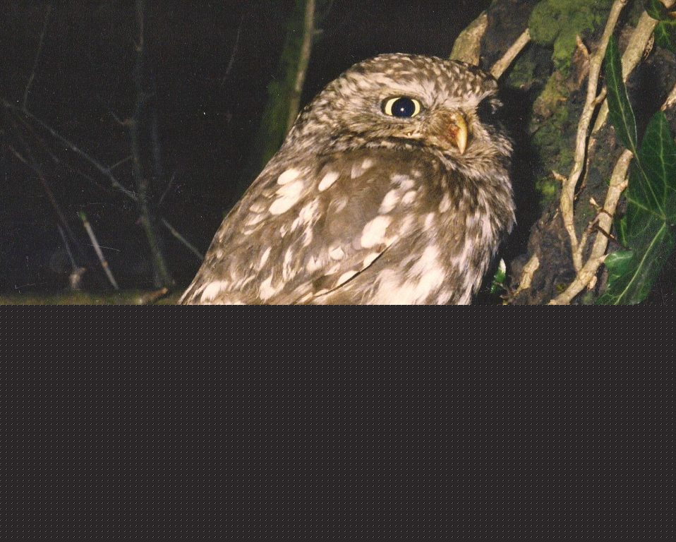 Little Owl Birch Heath
