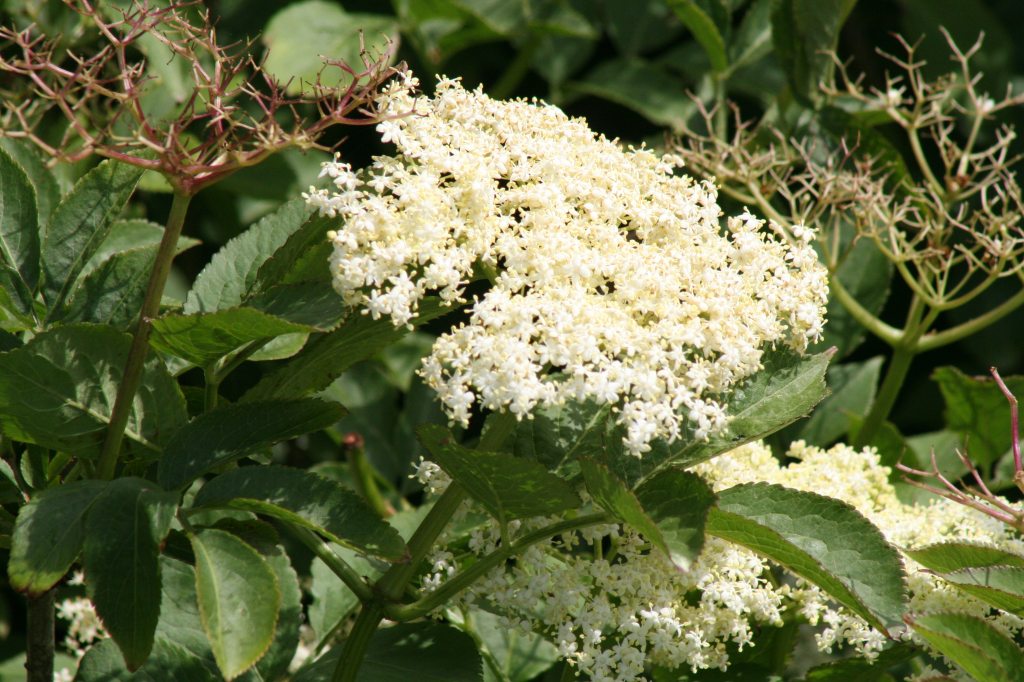 Elder Flower