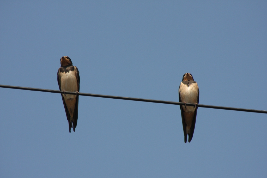 Swallow Family - Pair