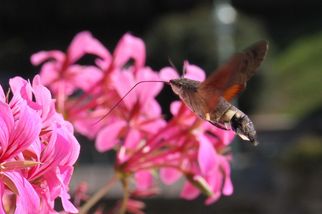 Humming Bird Hawk Moth