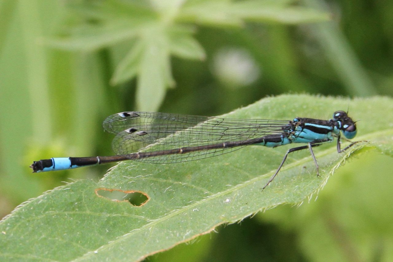 Blue Tailed Damselfly