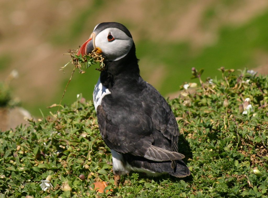 Puffin