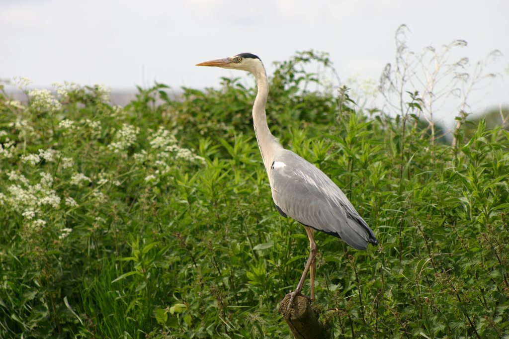 Grey Heron