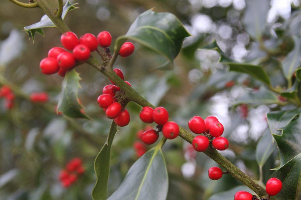 Hawthorn