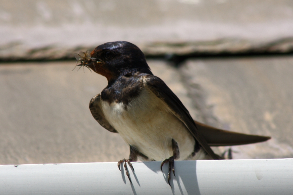 Swallow feed young