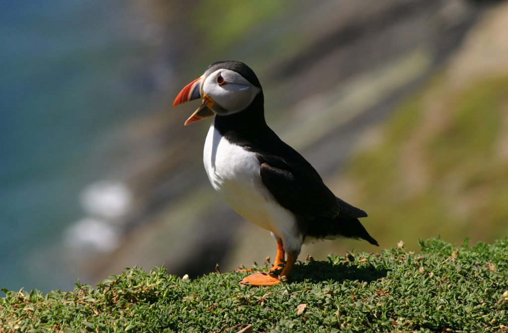 Puffin