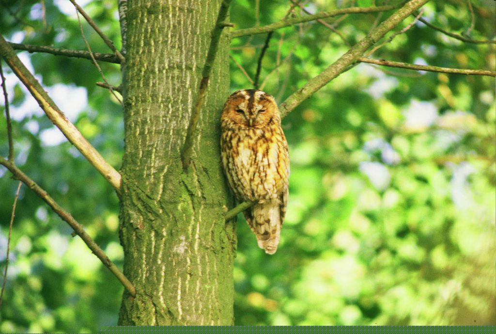 Tawny Owl Hockenhill Platts