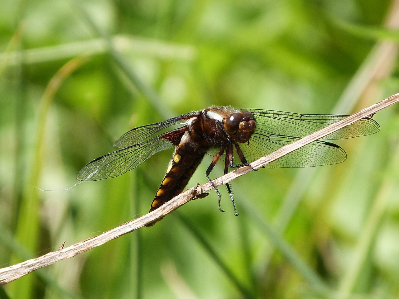 Broad-Bodied Chaser Female