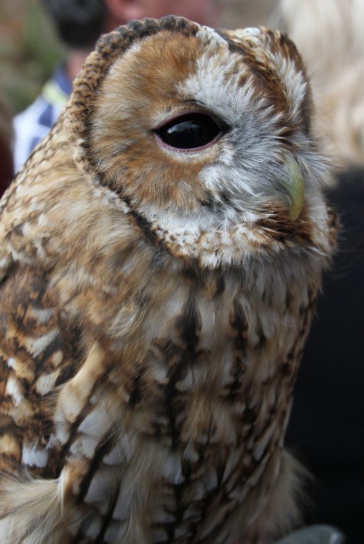 Tawny Owl