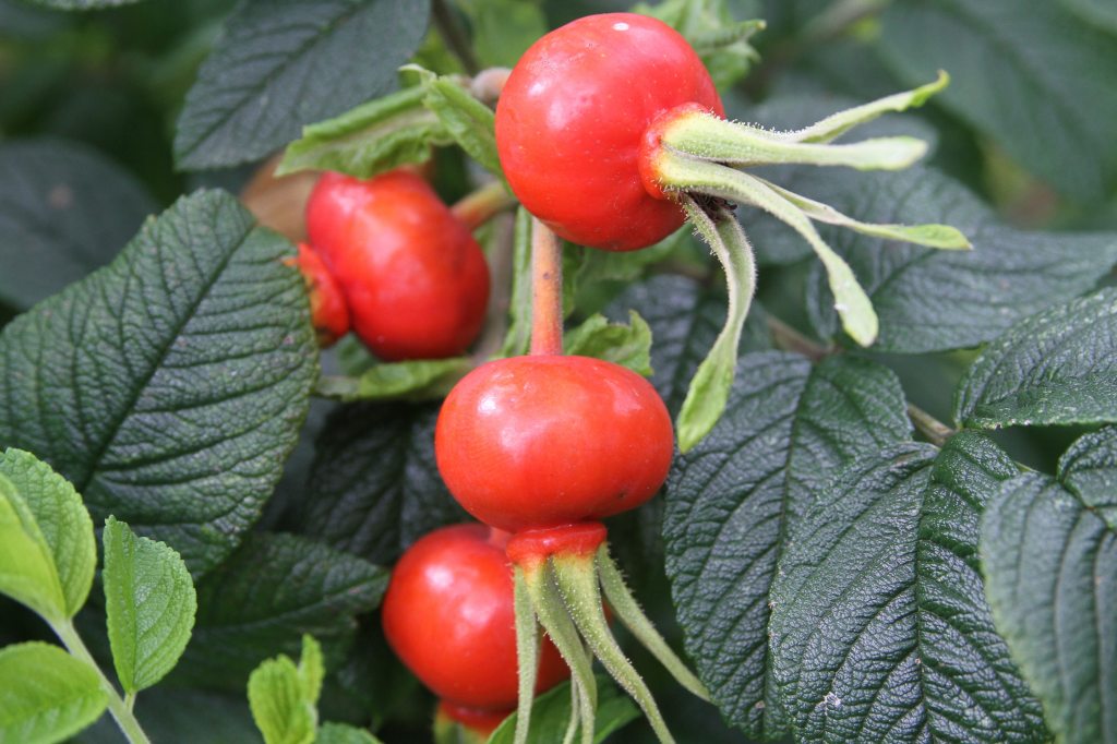 Rose Hips