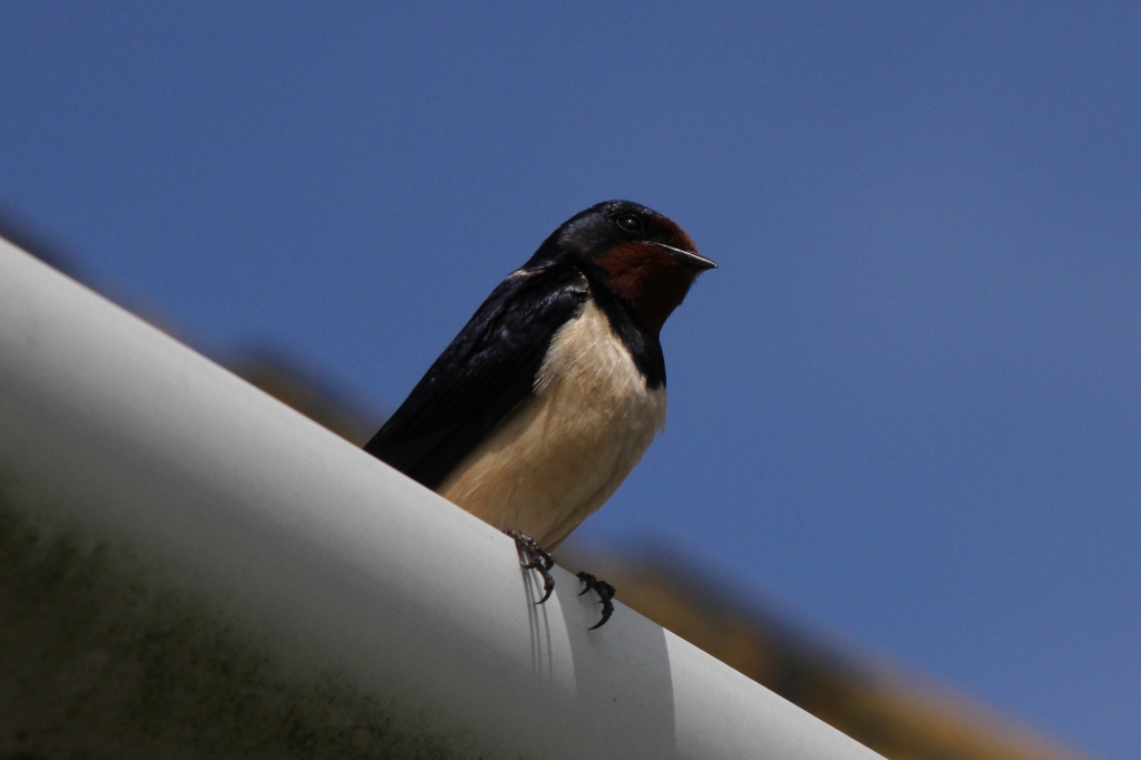 Swallow posing on a roof