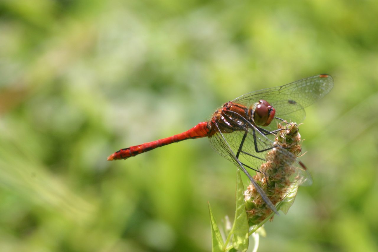 Common Darter
