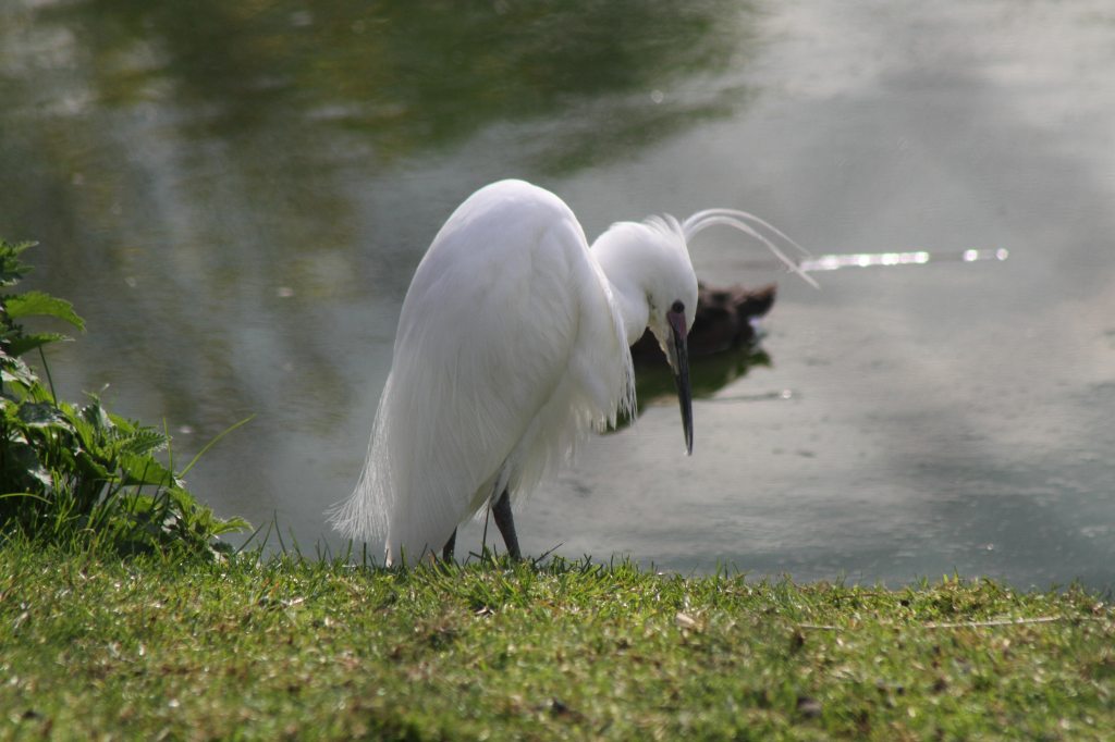 Little Egret