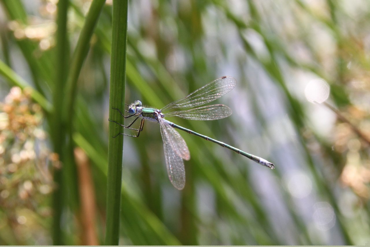 Emerald Damselfly
