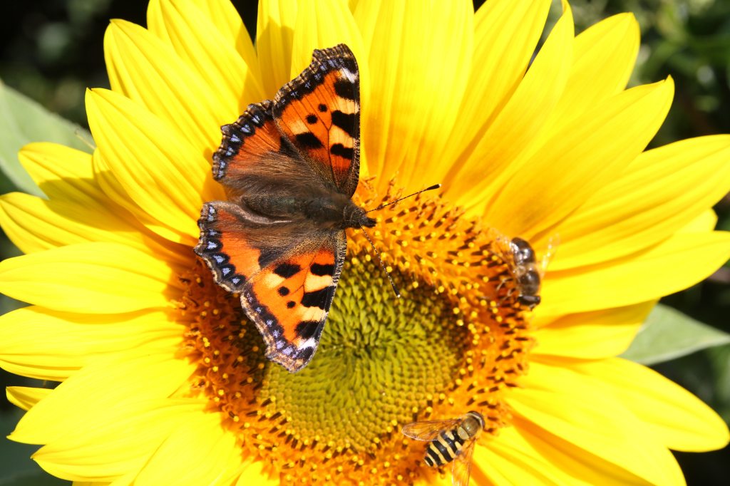 Tortoishell on Sunflower