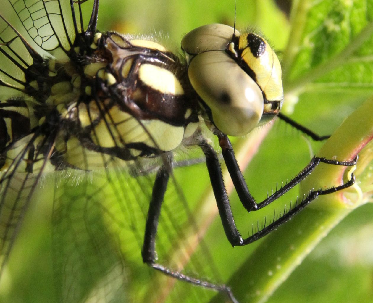 Southern Hawker Close up