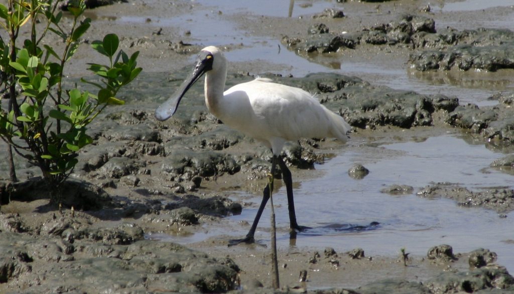 Spoonbill