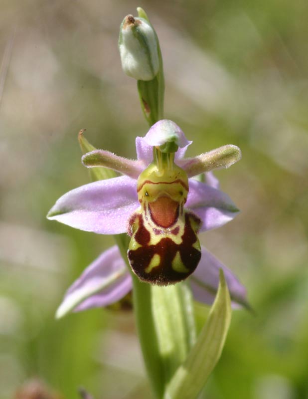 Bee Orchid