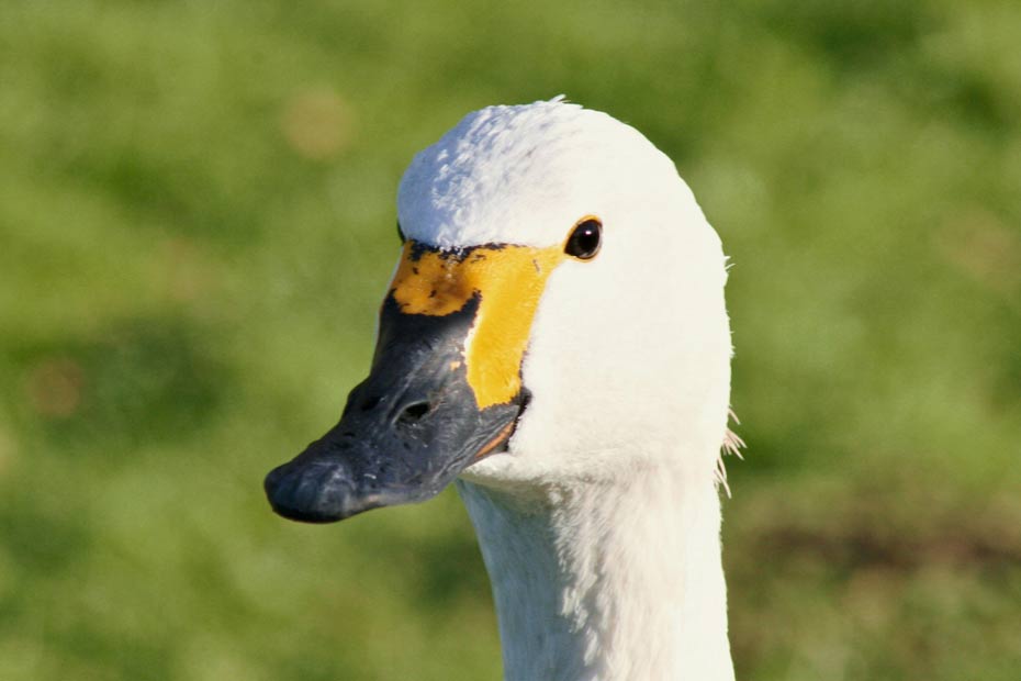 Bewick Swan