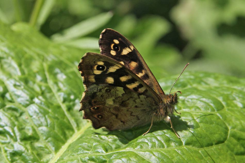 Speckled Wood