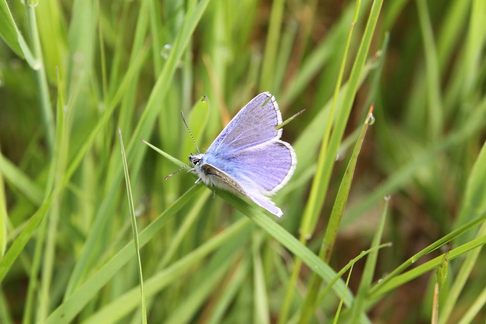 Holly Blue