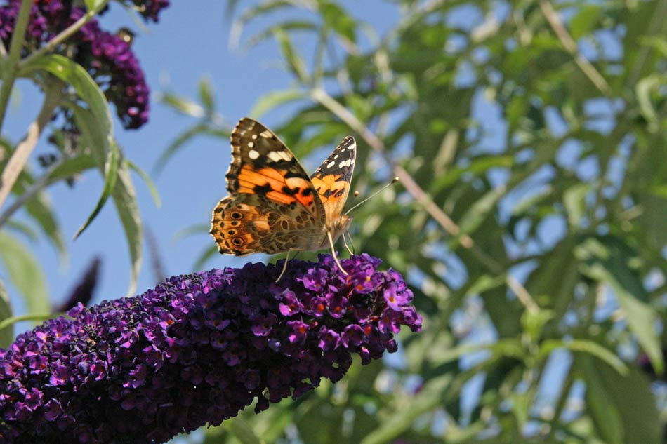 Painted Lady