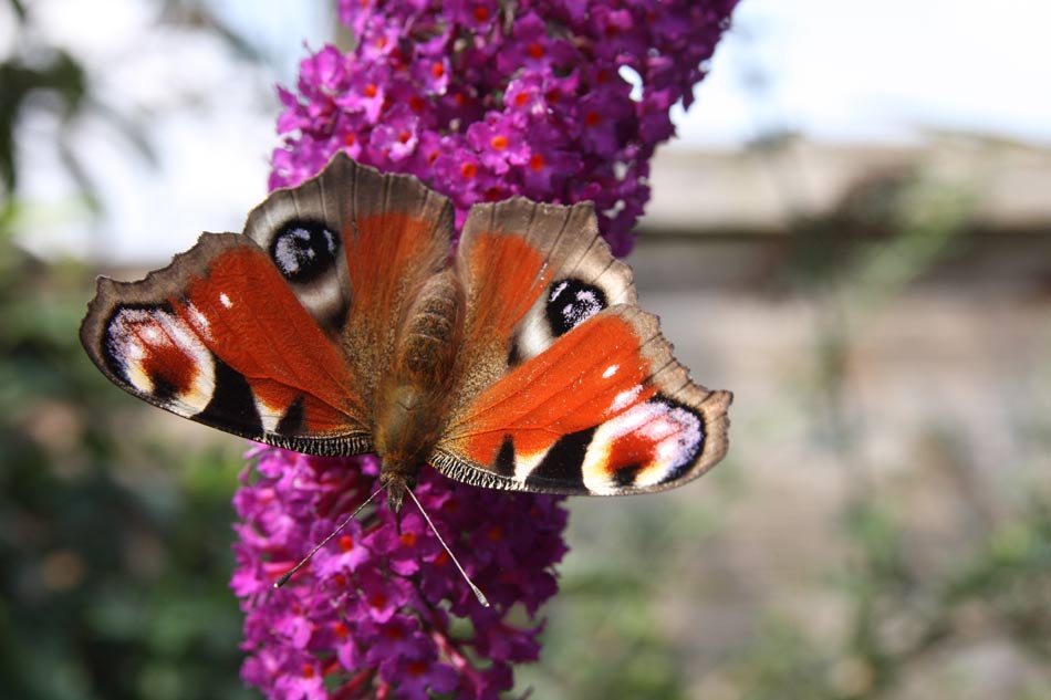Peacock