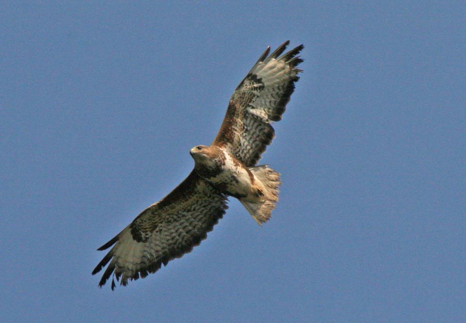 Buzzard