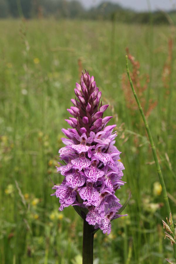 Common SpottedOrchid