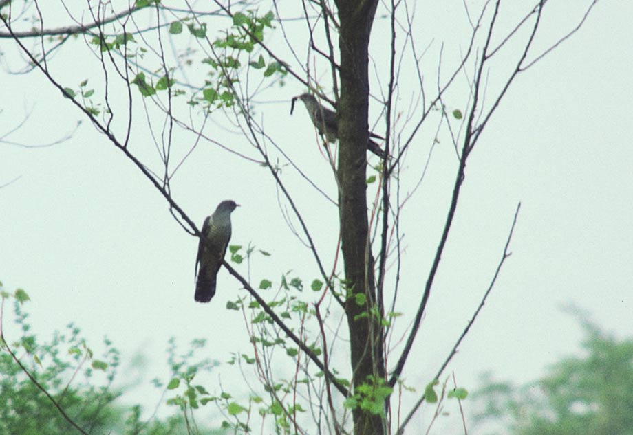 Cuckoo