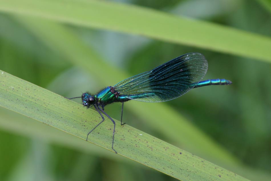 Banded Aragon m
