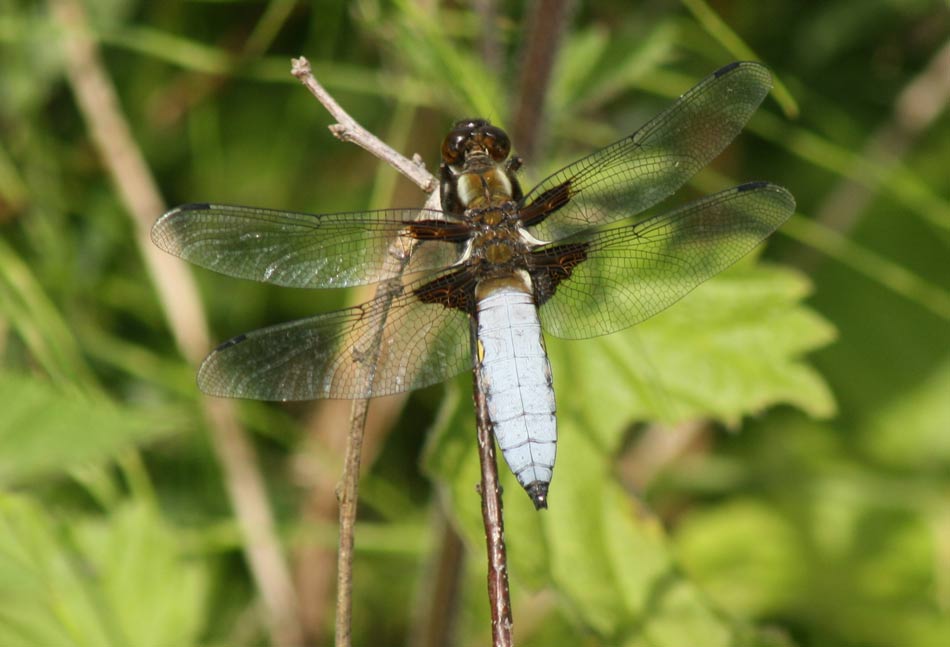 Brown Bodied Chaser