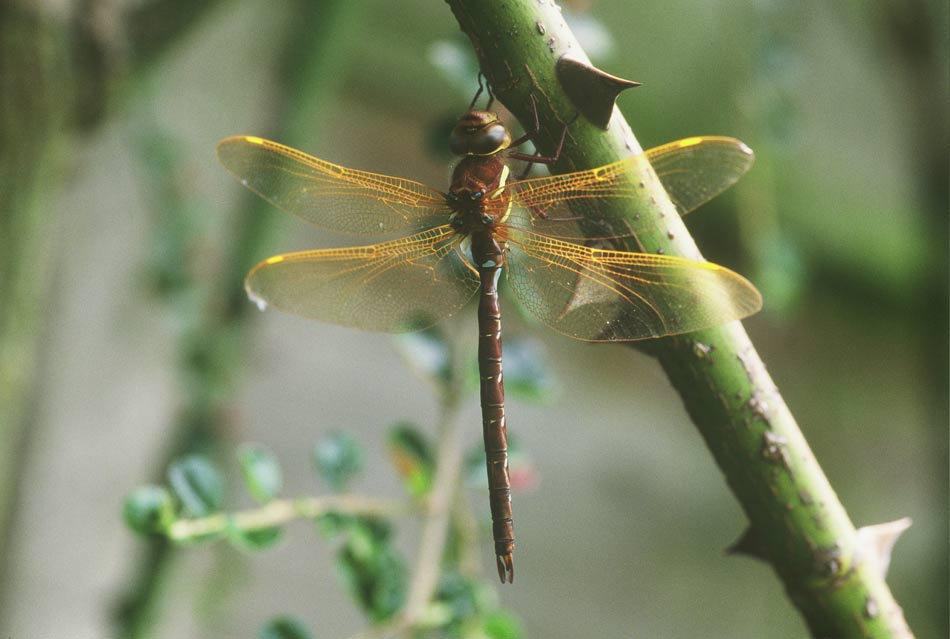 Brown Hawker
