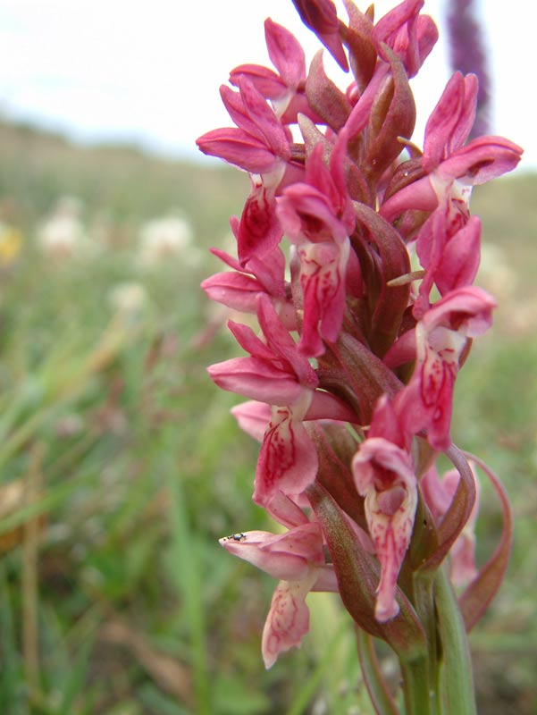 Early MarshOrchid