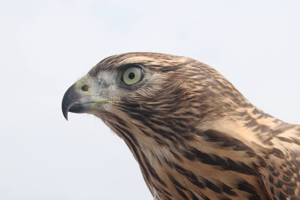 Goshawk