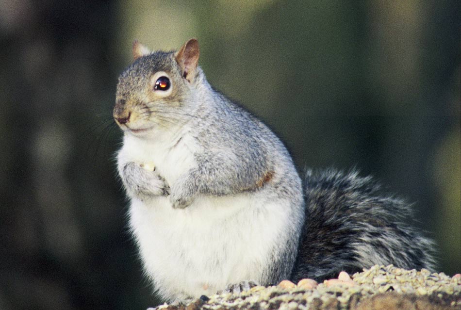 Grey Squirrel