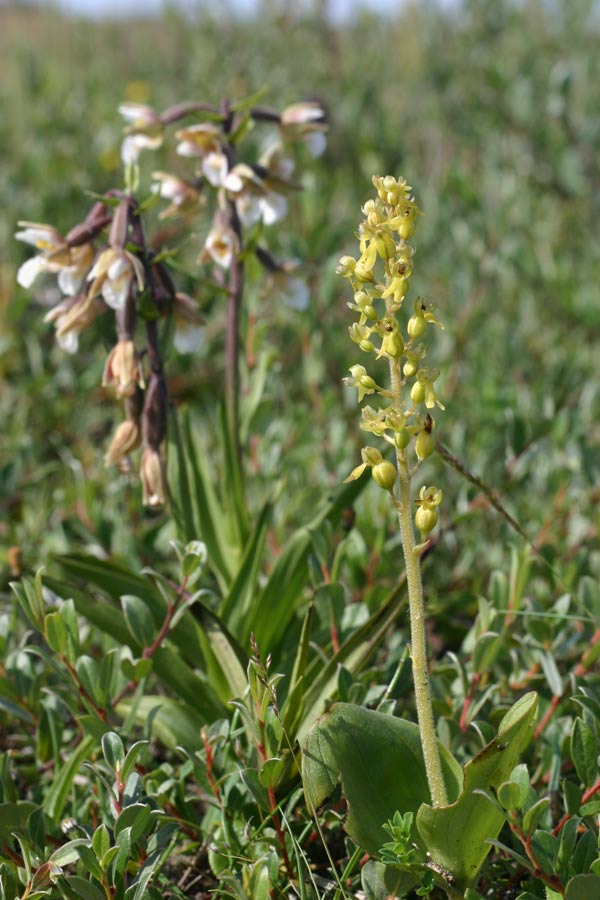 Helleborine and Twayblade