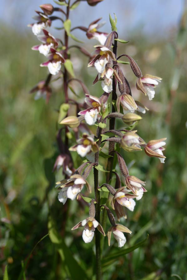 Helleborinea