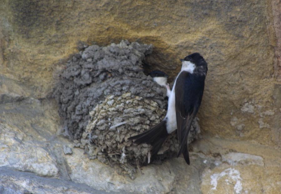House Martin