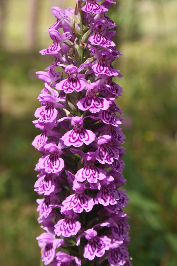 Hybrid Orchid