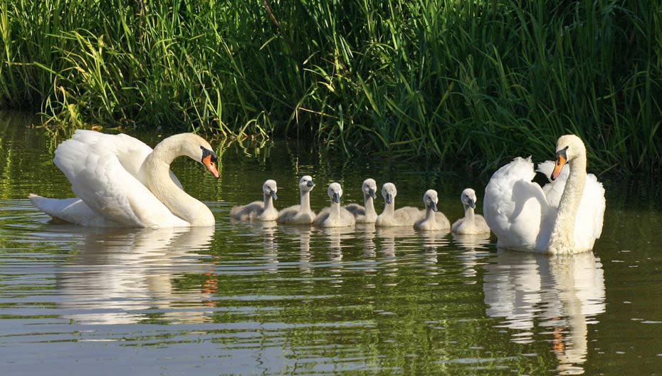 Mute Swan Family