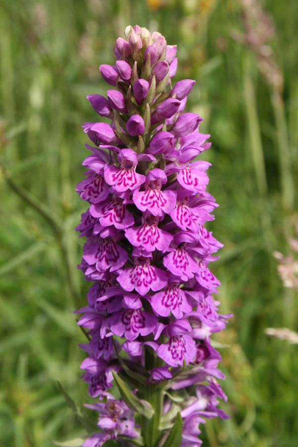 Northern Marsh Orchid