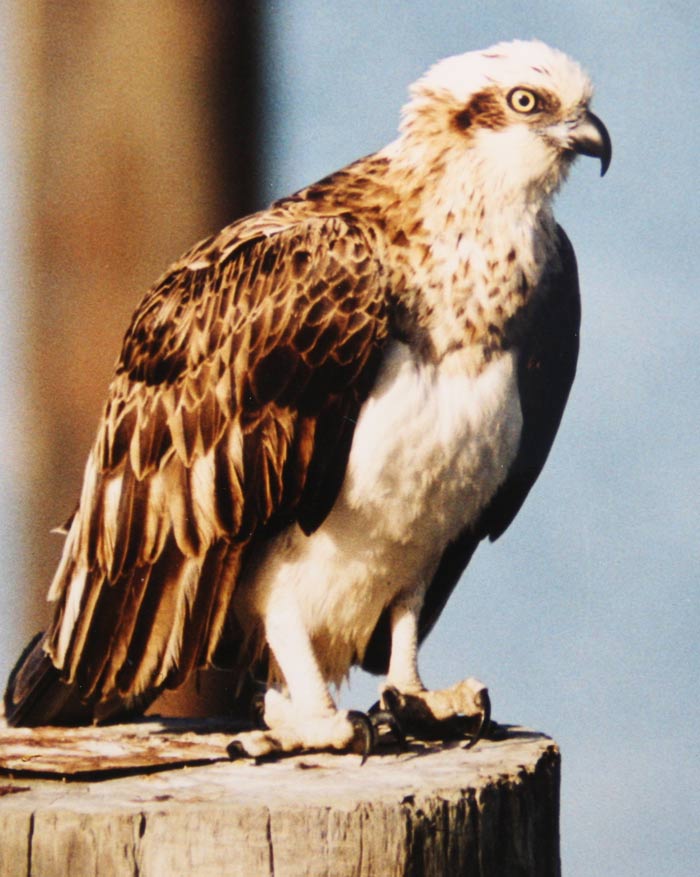Osprey