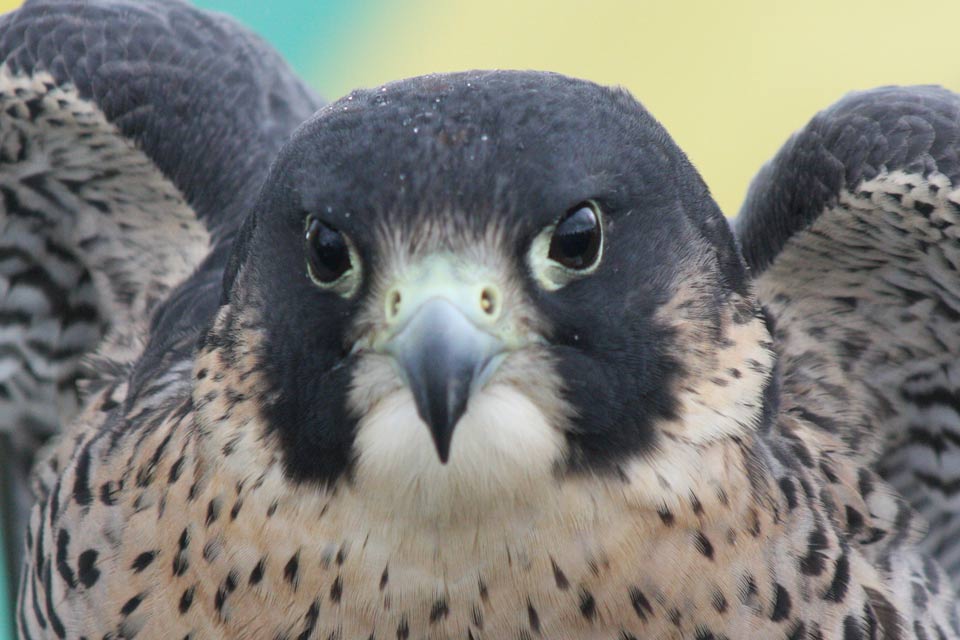 Peregrine Falcon
