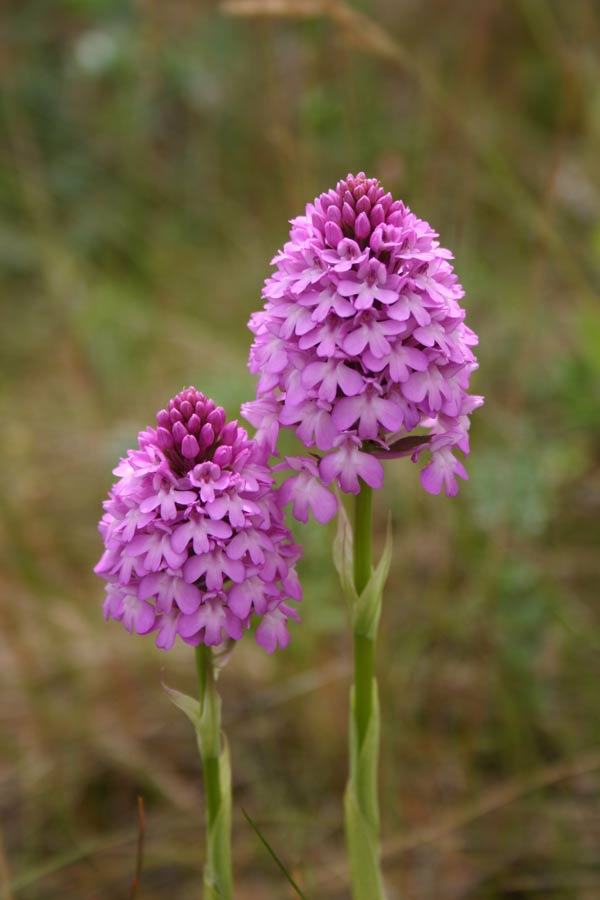 Pyramidal Orchid