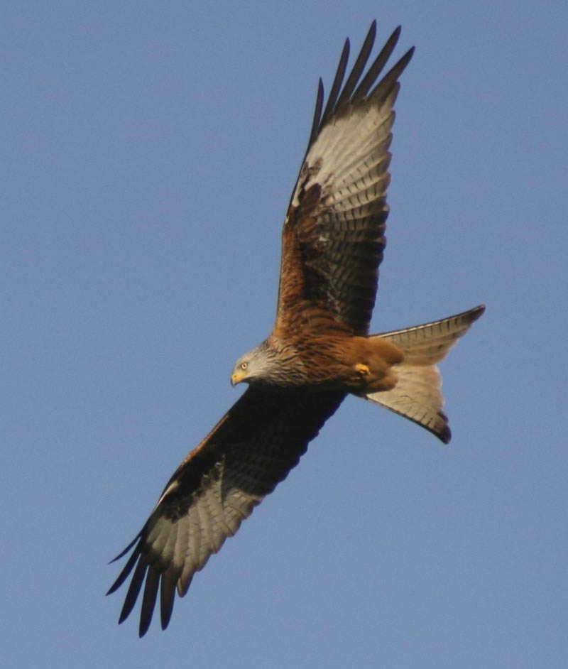 Redkite