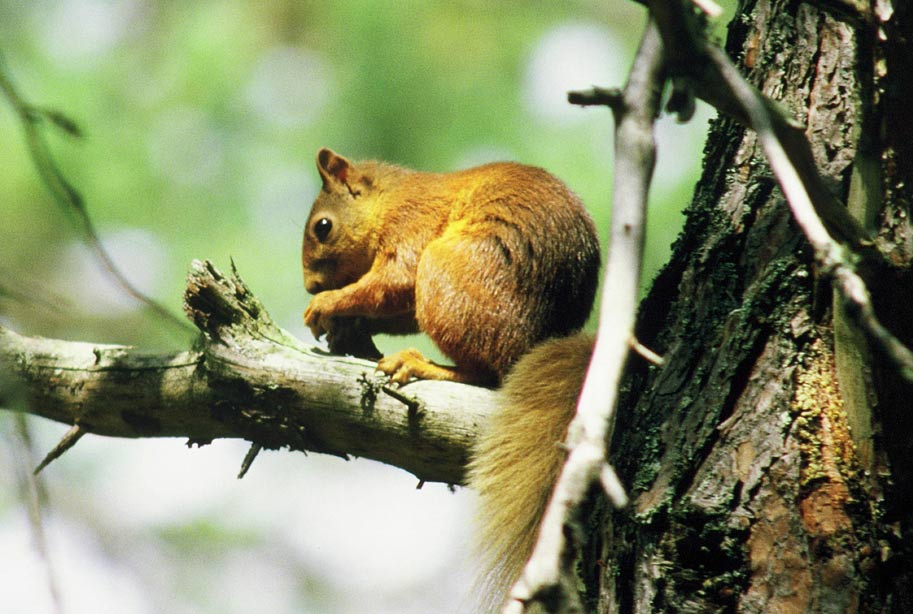Red Squirrel