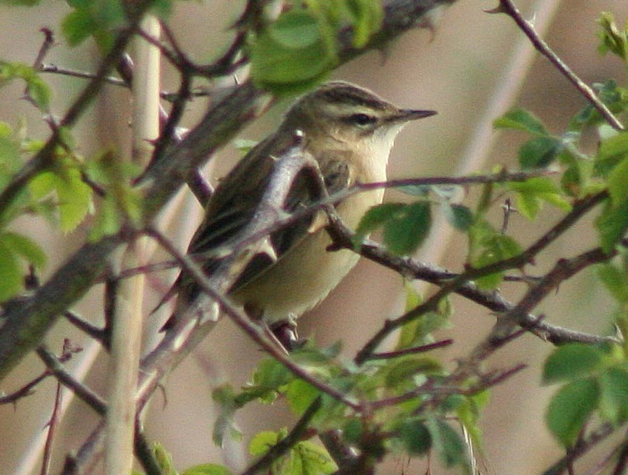 Sedge Warbler