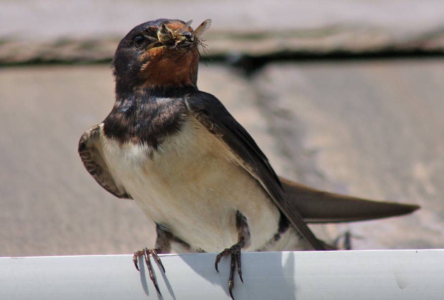 Swallow